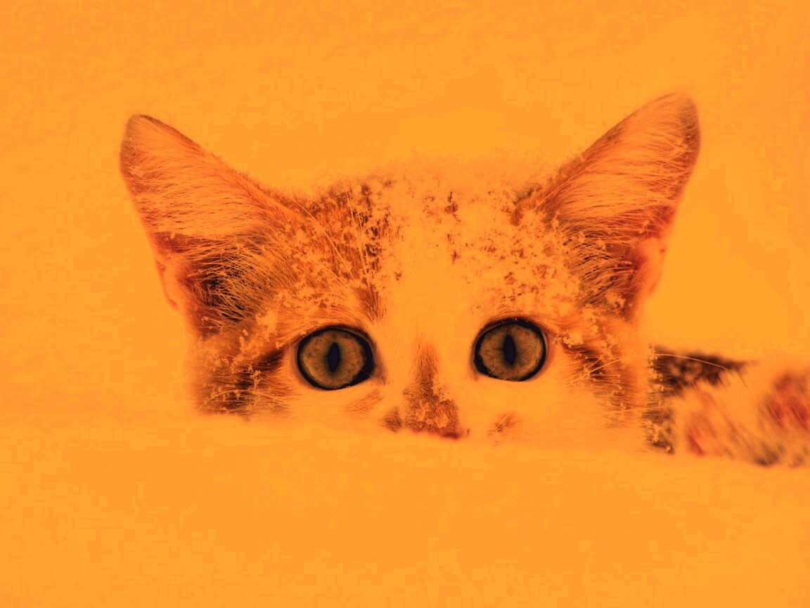 Рыжий котёнок в снегу обои