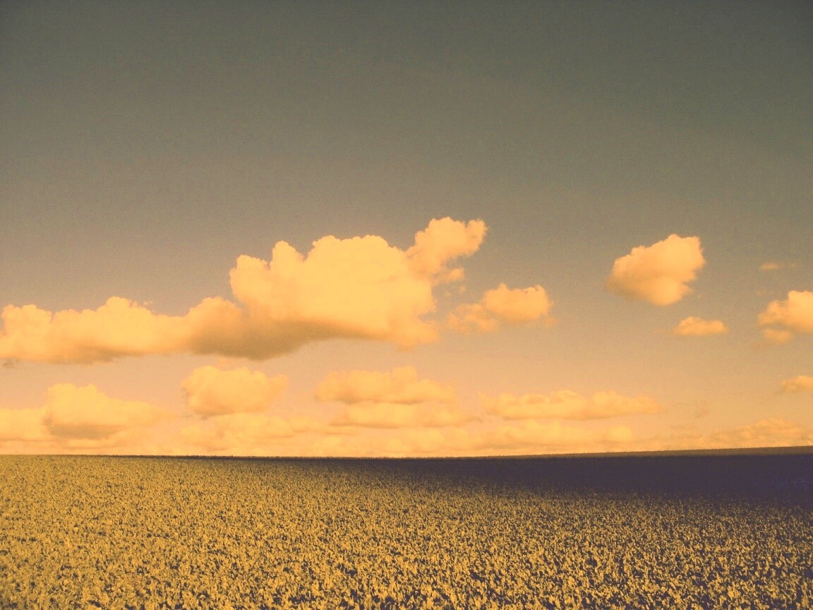 Обака над бескрайними полями обои