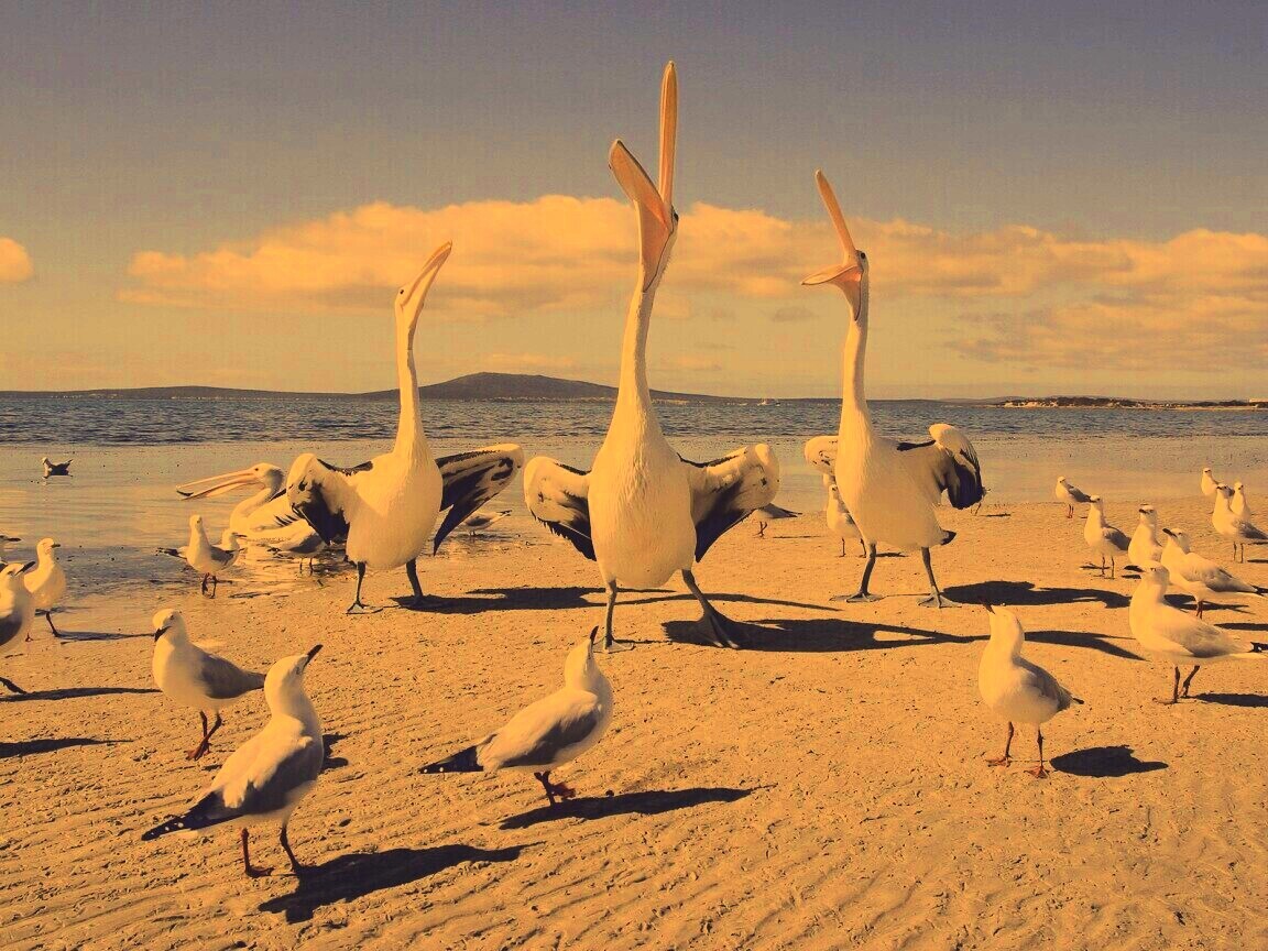 Пеликаны и чайки обои