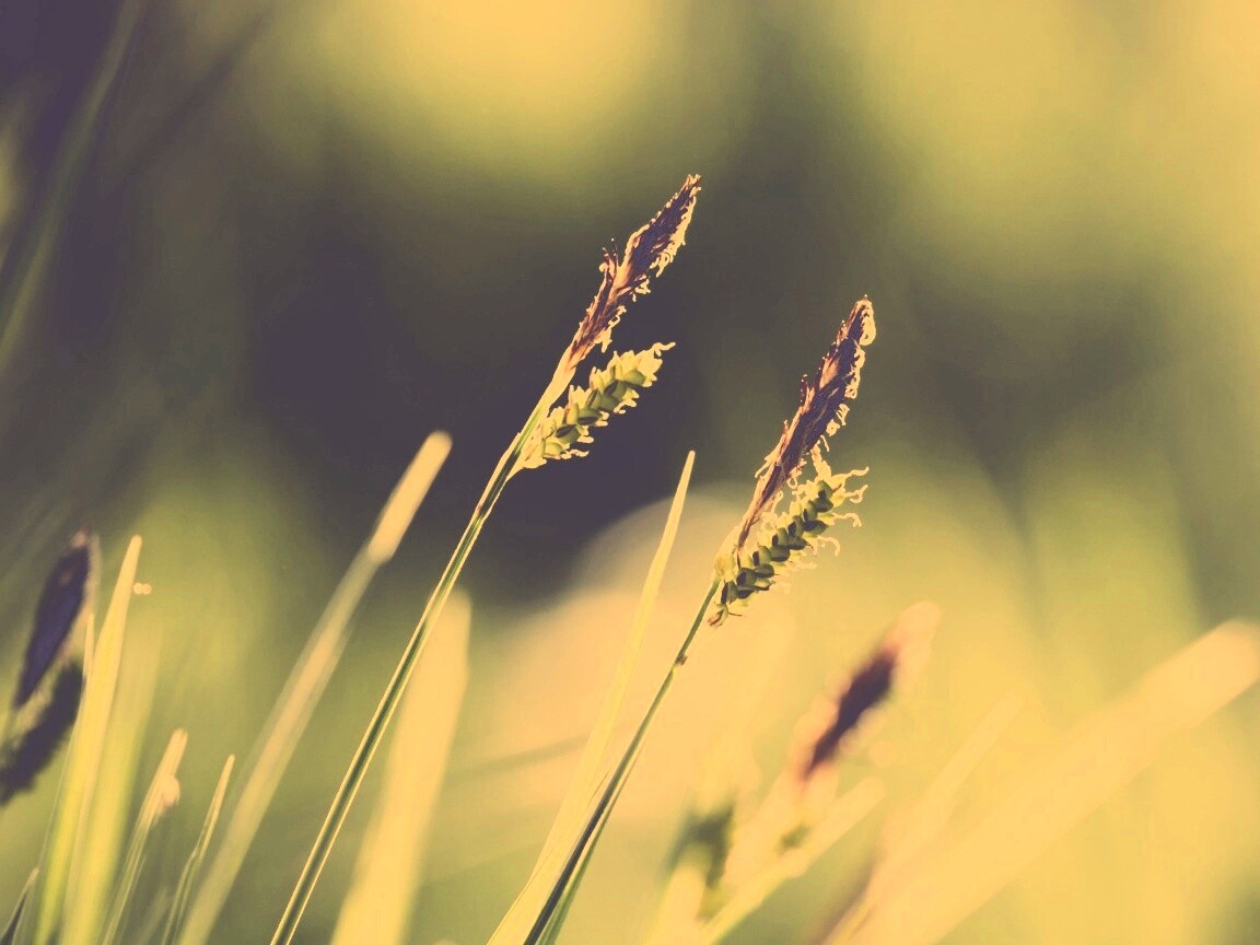 Макро фото луговой травы обои