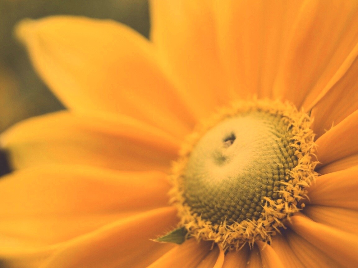 Недозрелый цветок подсолнечника обои