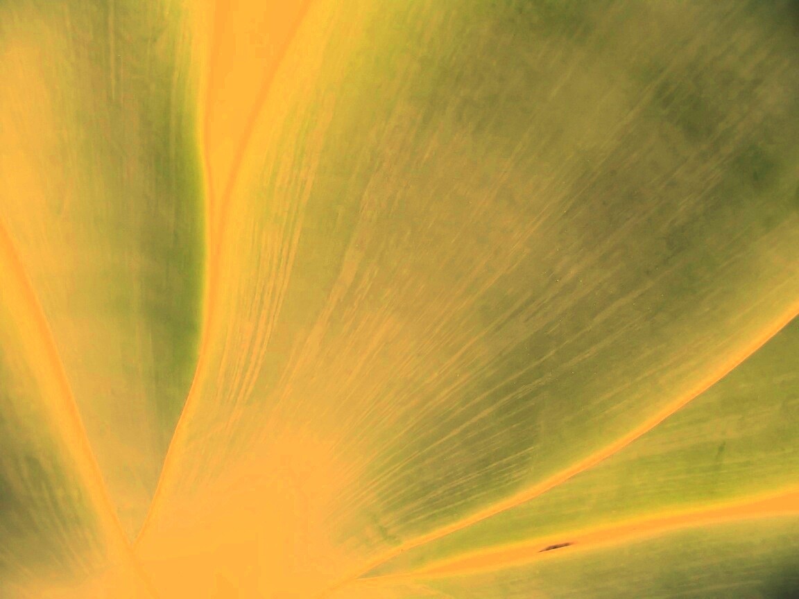 Макро фото травинки обои