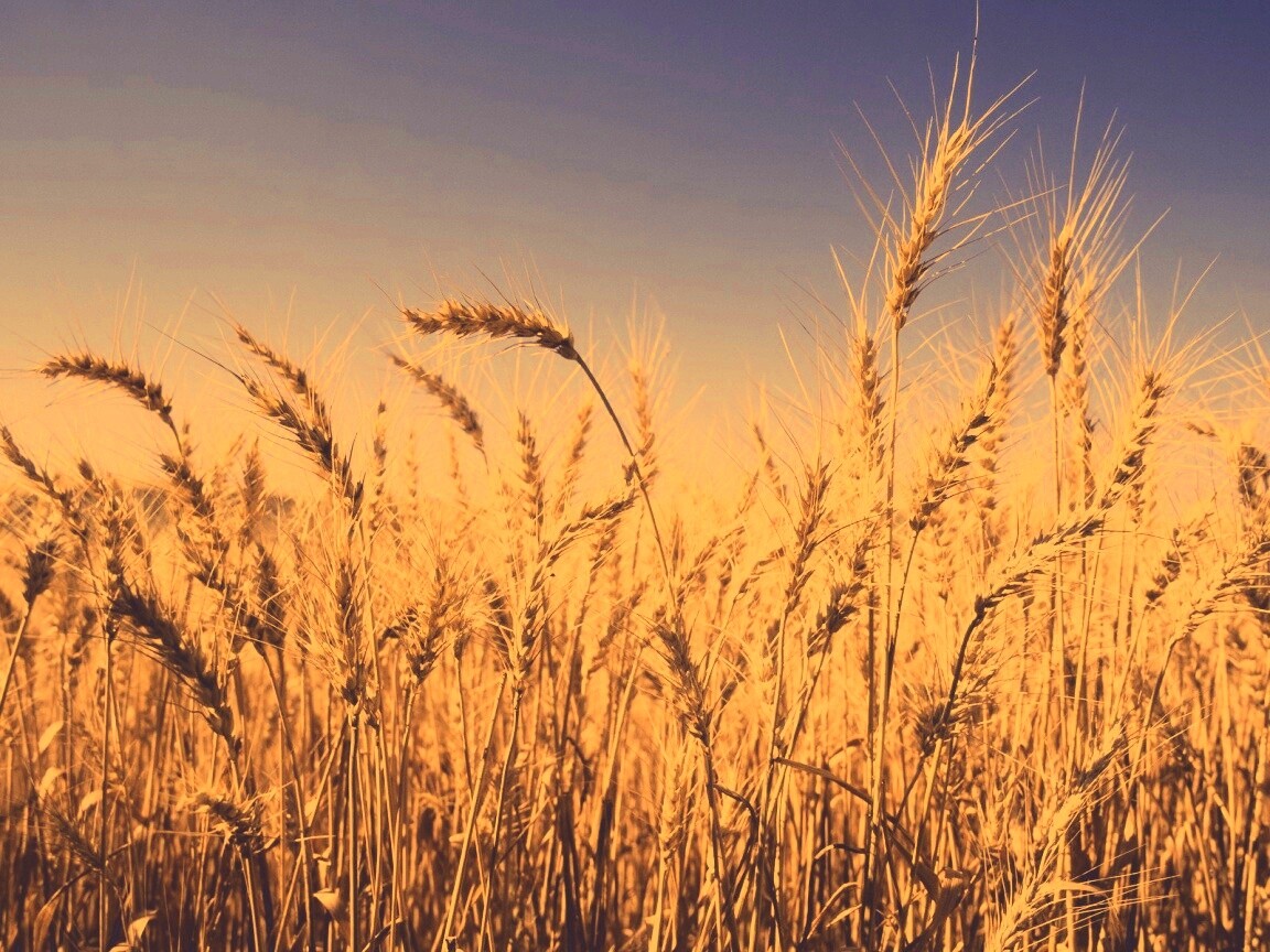 Пшеничные колосья обои