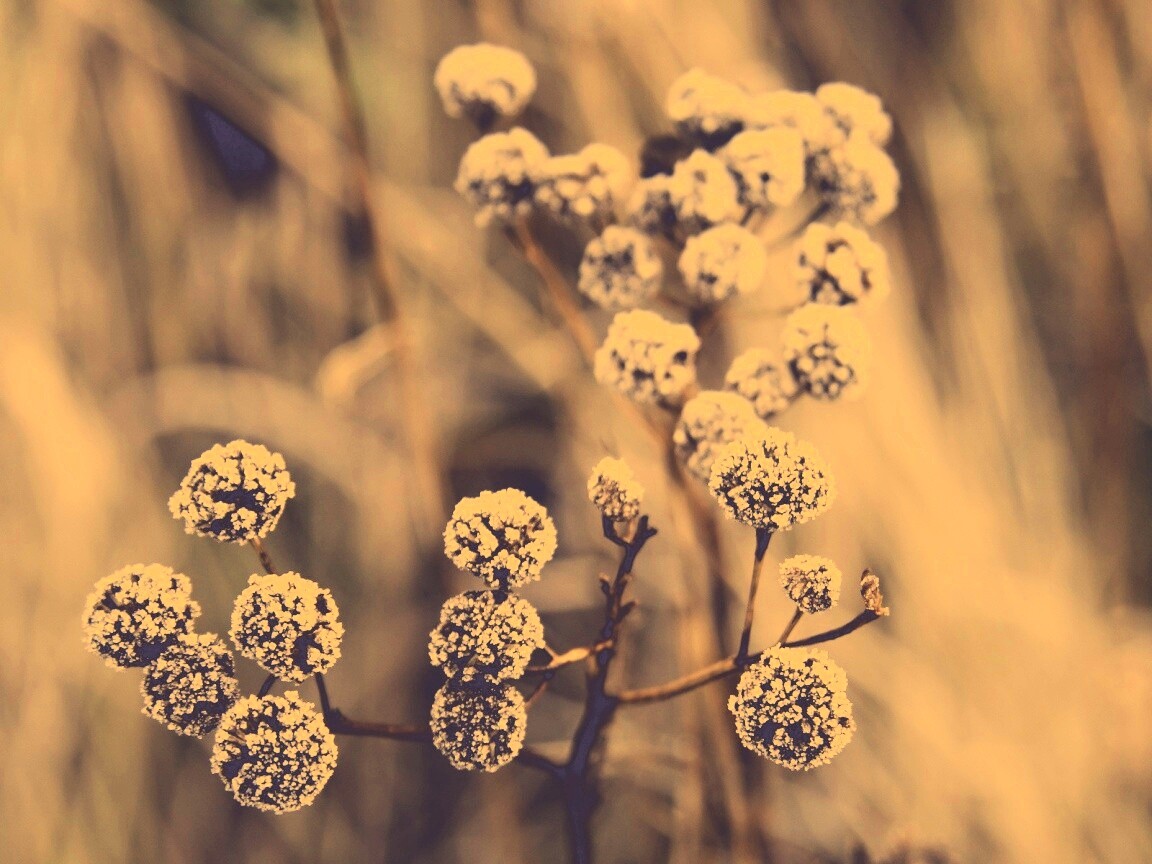 Иний на растении обои