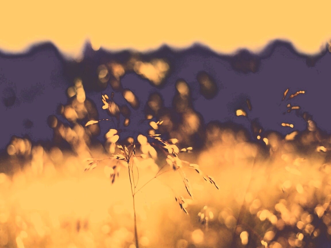 Трава на солнце обои