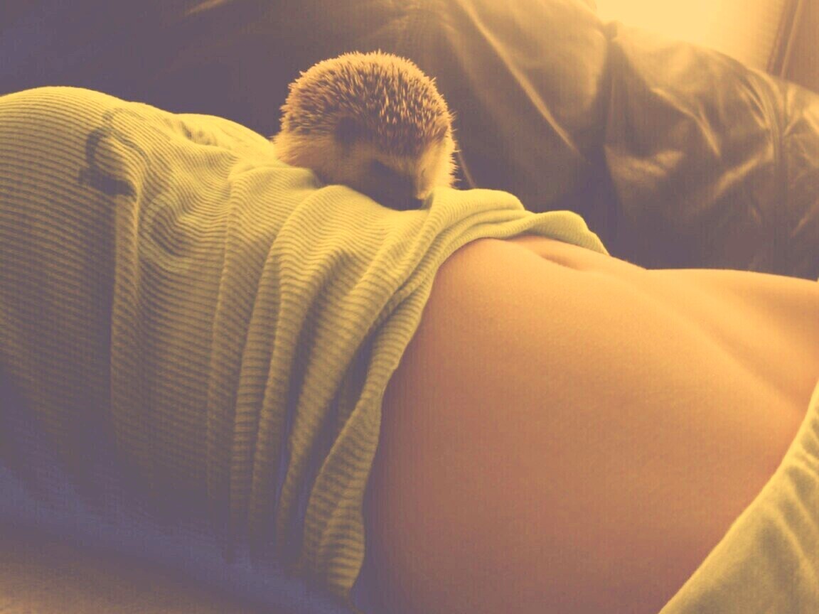 Девушка и ёжик обои