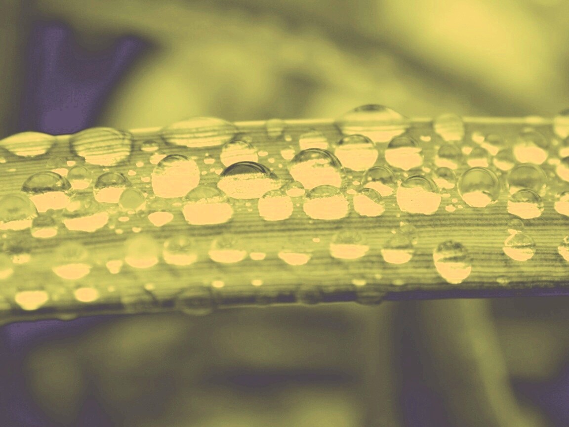 Капли на травинке обои