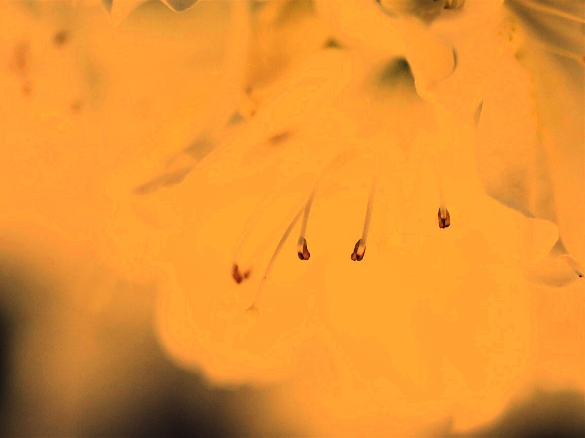 Цветок орхидеи обои