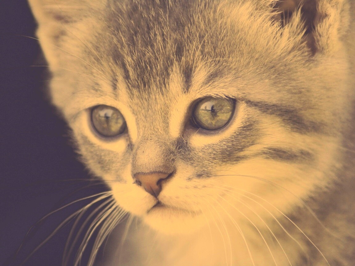 Мордочка котёнка обои