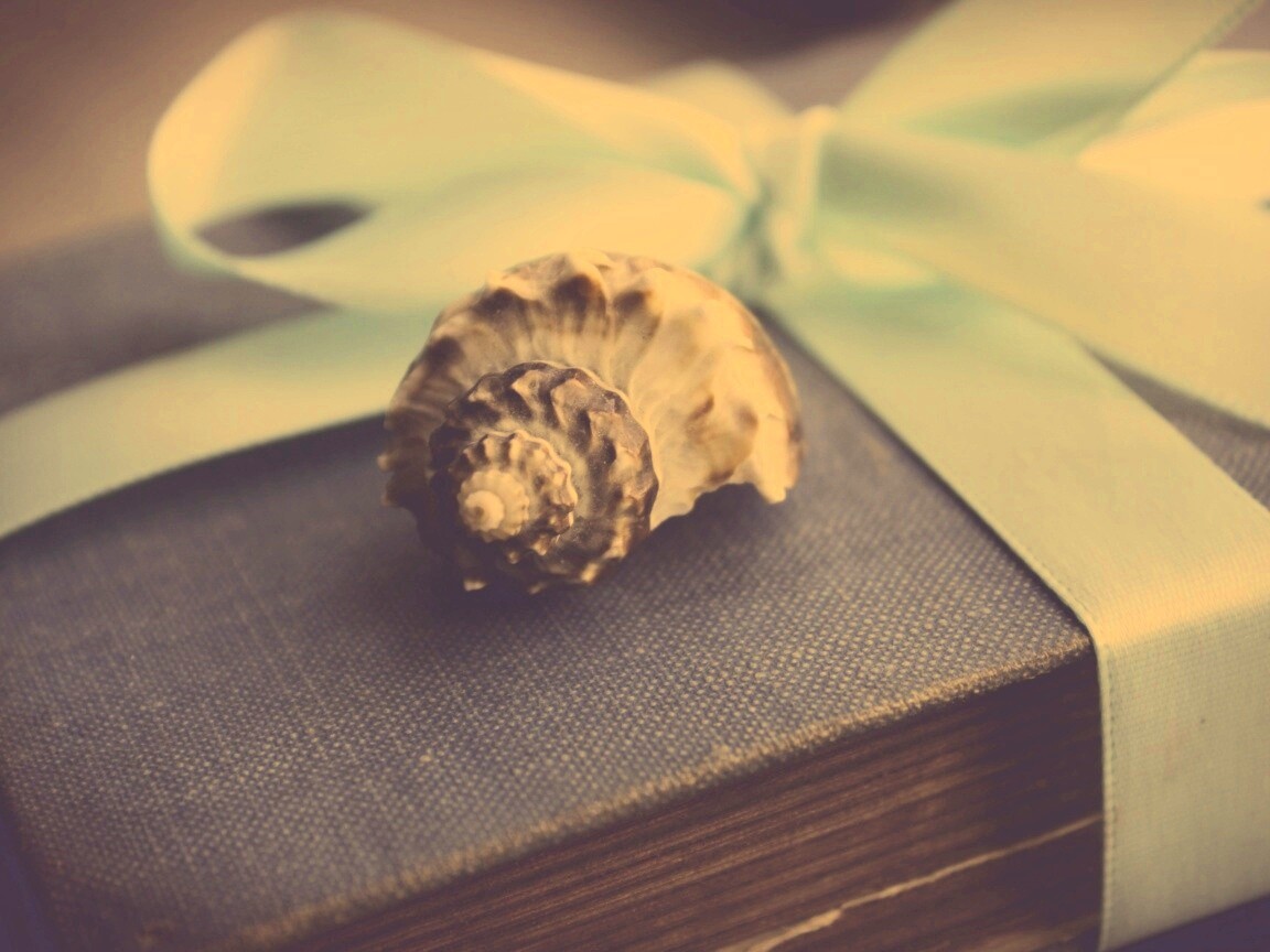 Ракушка на подарочном альбоме обои