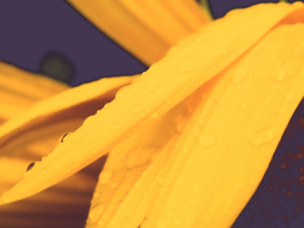 Капли на желтом лепестке обои