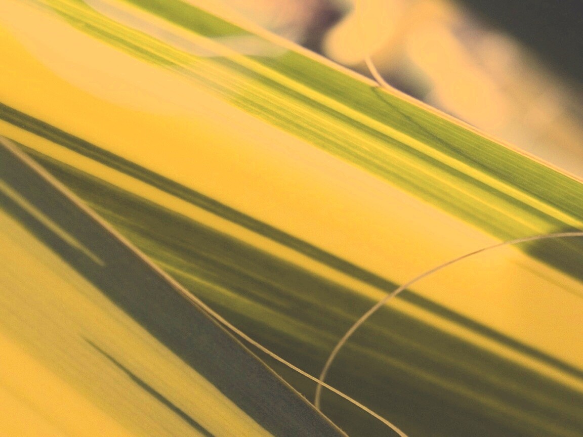 Желто-зеленые травинки обои