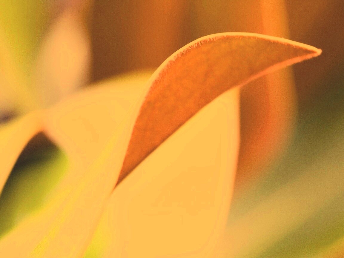 Обратаня сторона листа обои