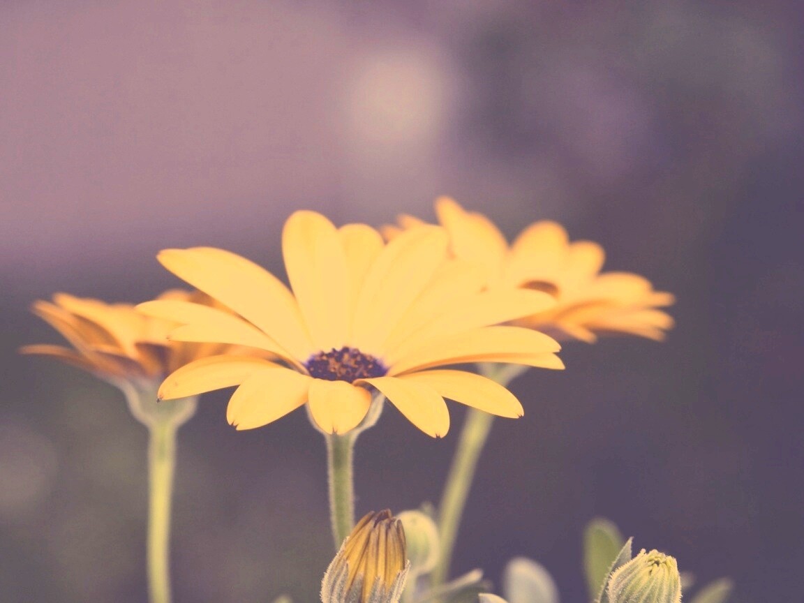 Три желтых цветка обои