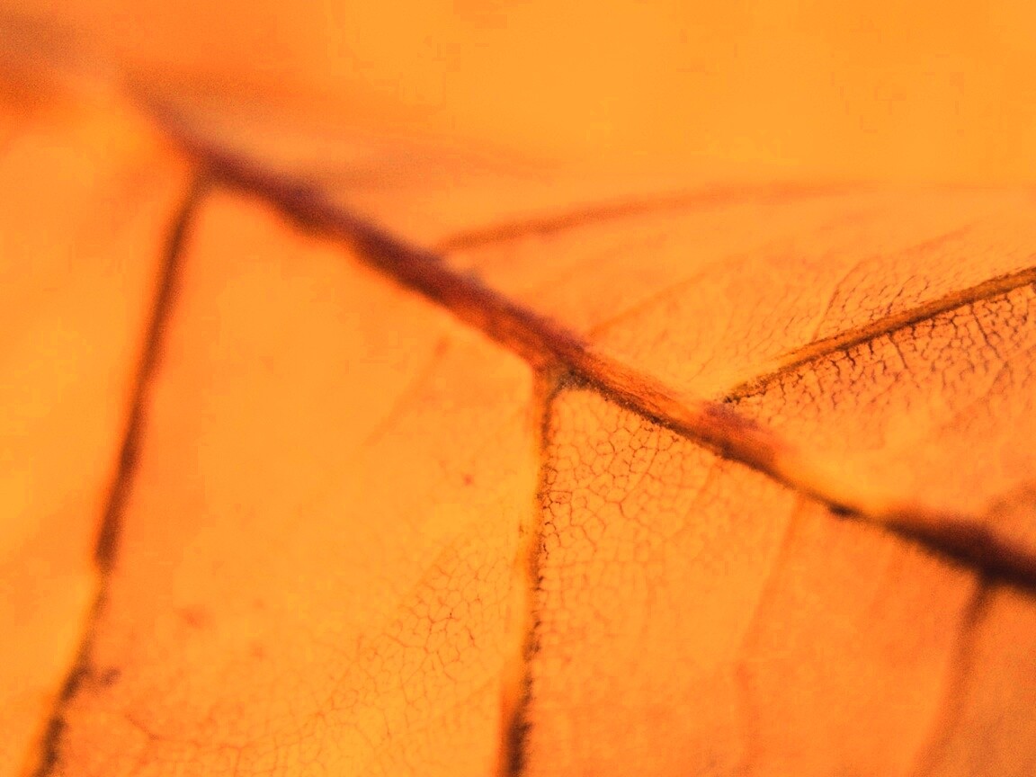 Желтый лист обои