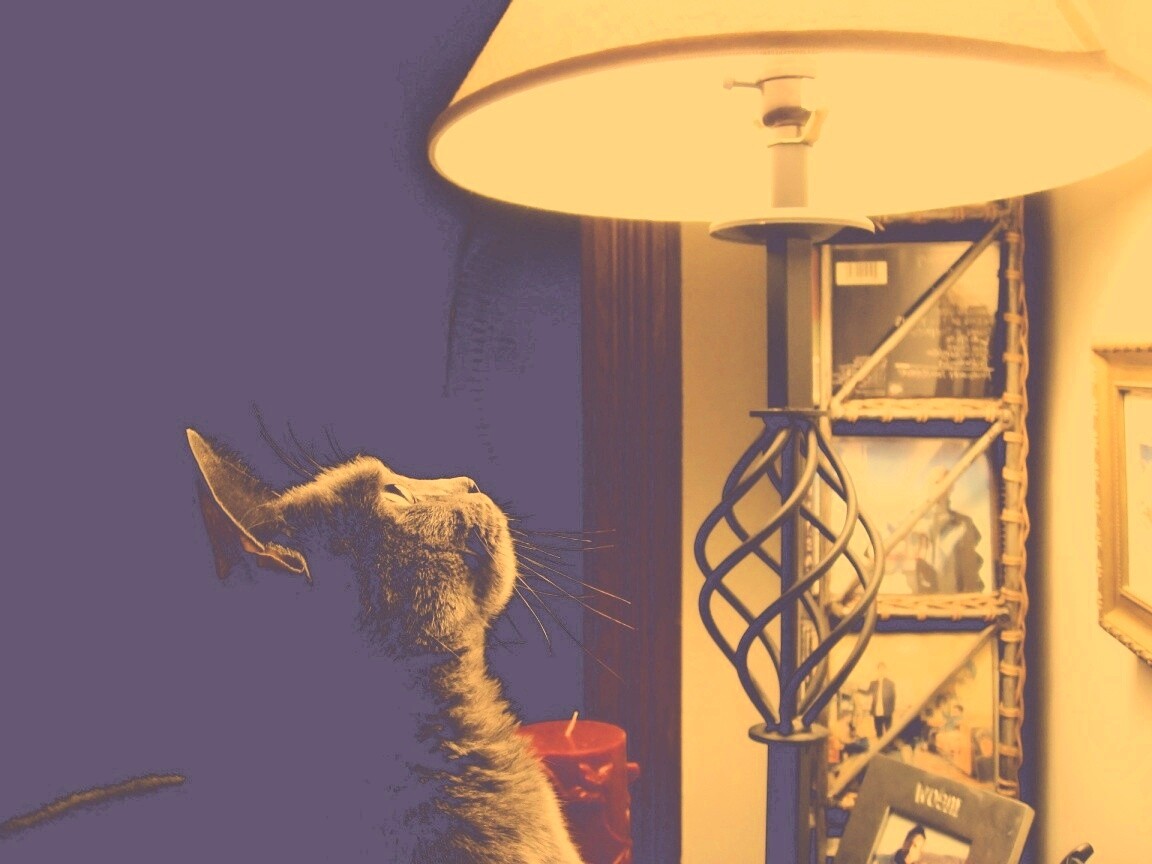 Кот смотрит под торшер обои