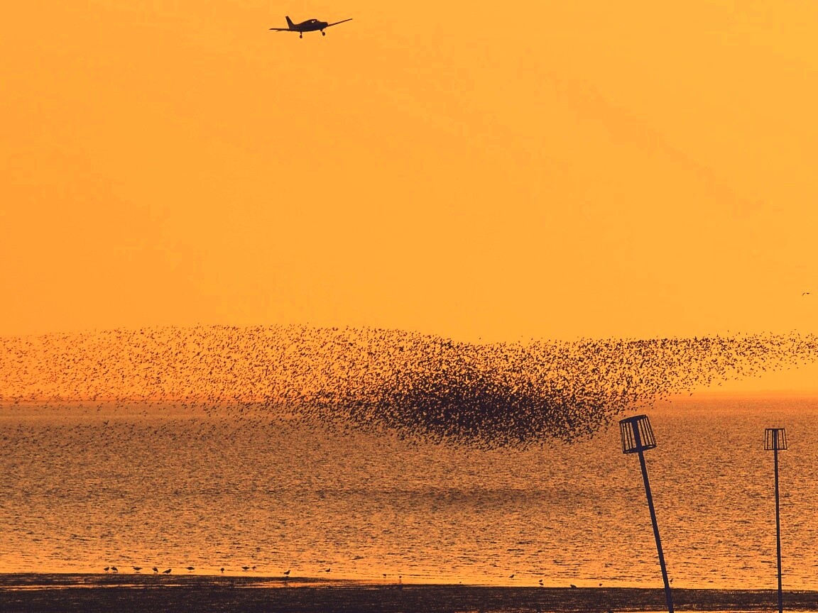 Взлетающая стая птиц обои