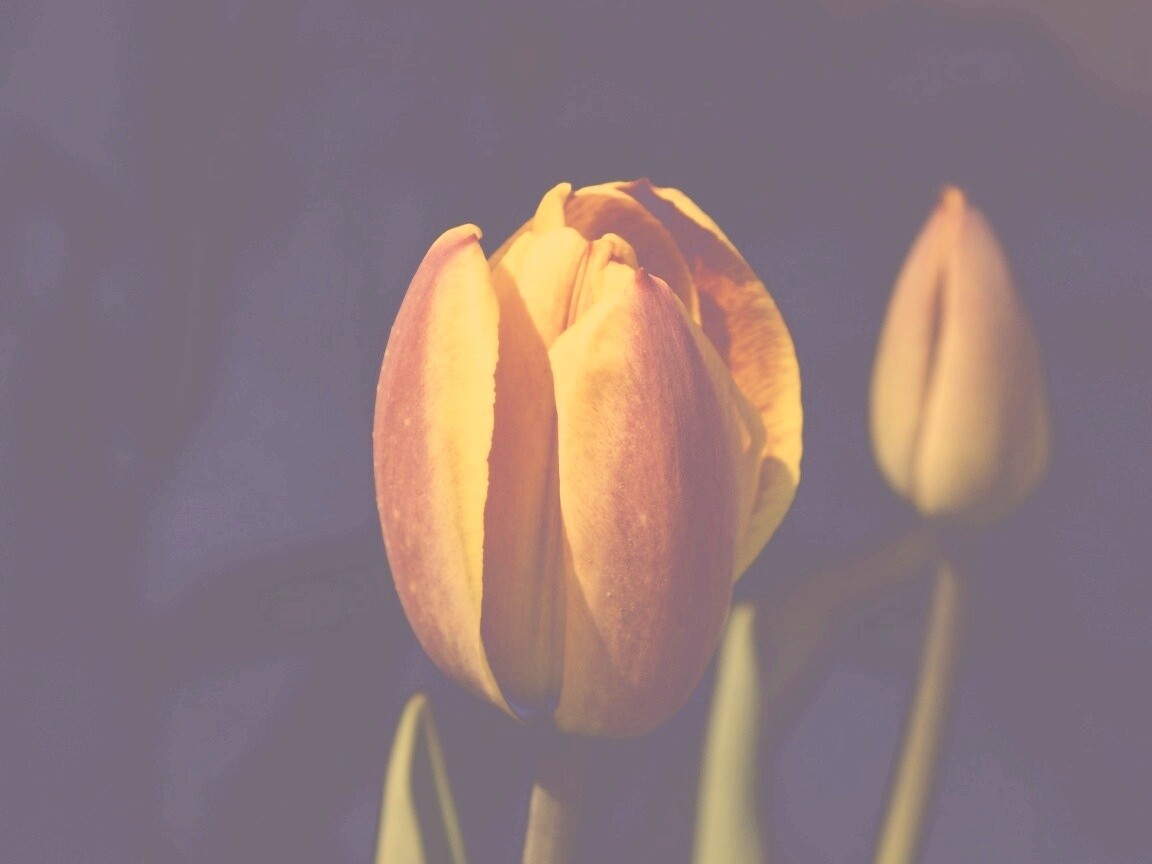Распускающийся тюльпан обои