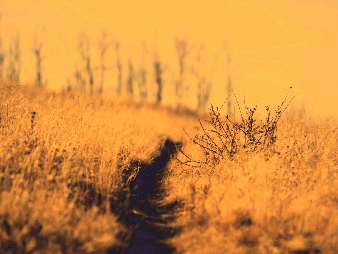 Тропинка в поле обои