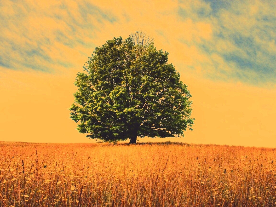 Зеленое дерево в желтом поле обои