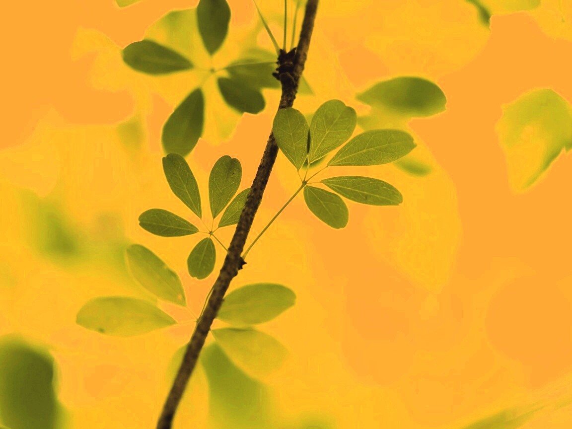 Листики на ветке обои