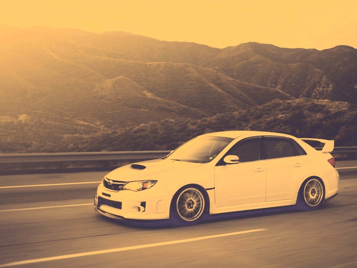 Белый субарь на тарссе обои