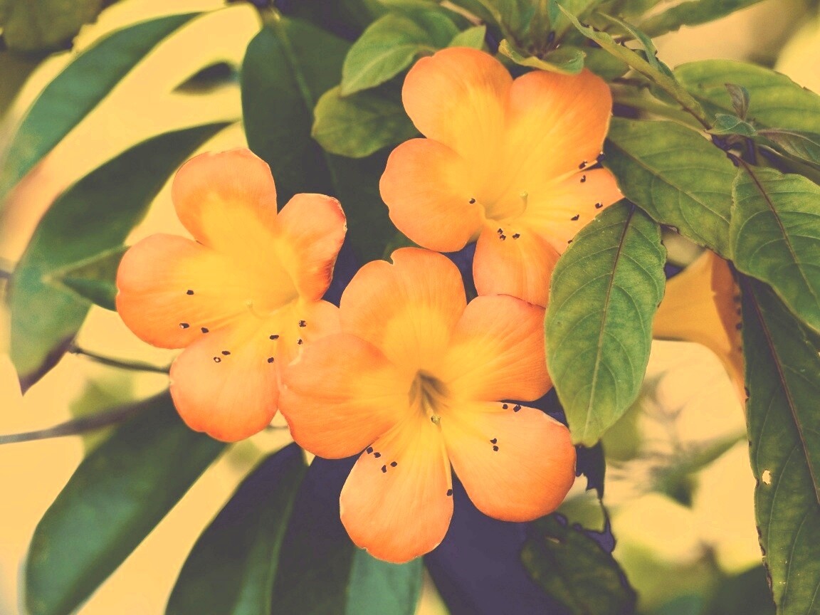 Оранжевые цветочки обои