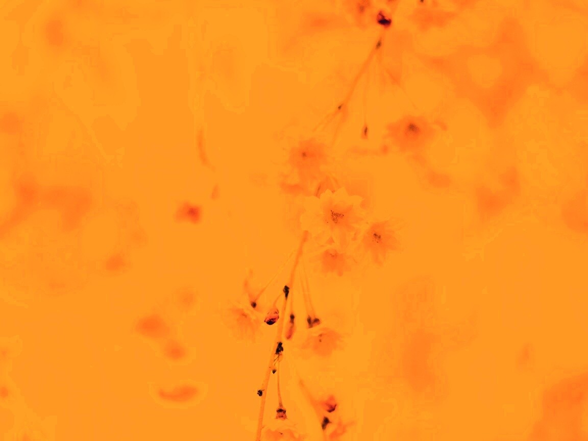 Нежные цветы обои