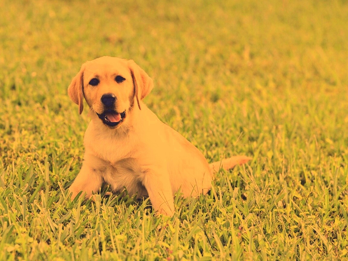 Щенок лабрадора в траве обои