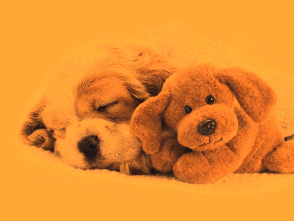 Собака спит с игрушкой обои