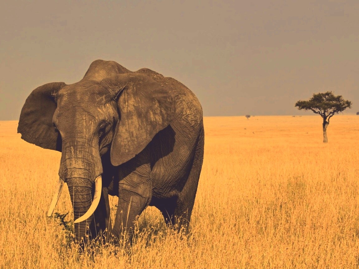 Африканский слон обои