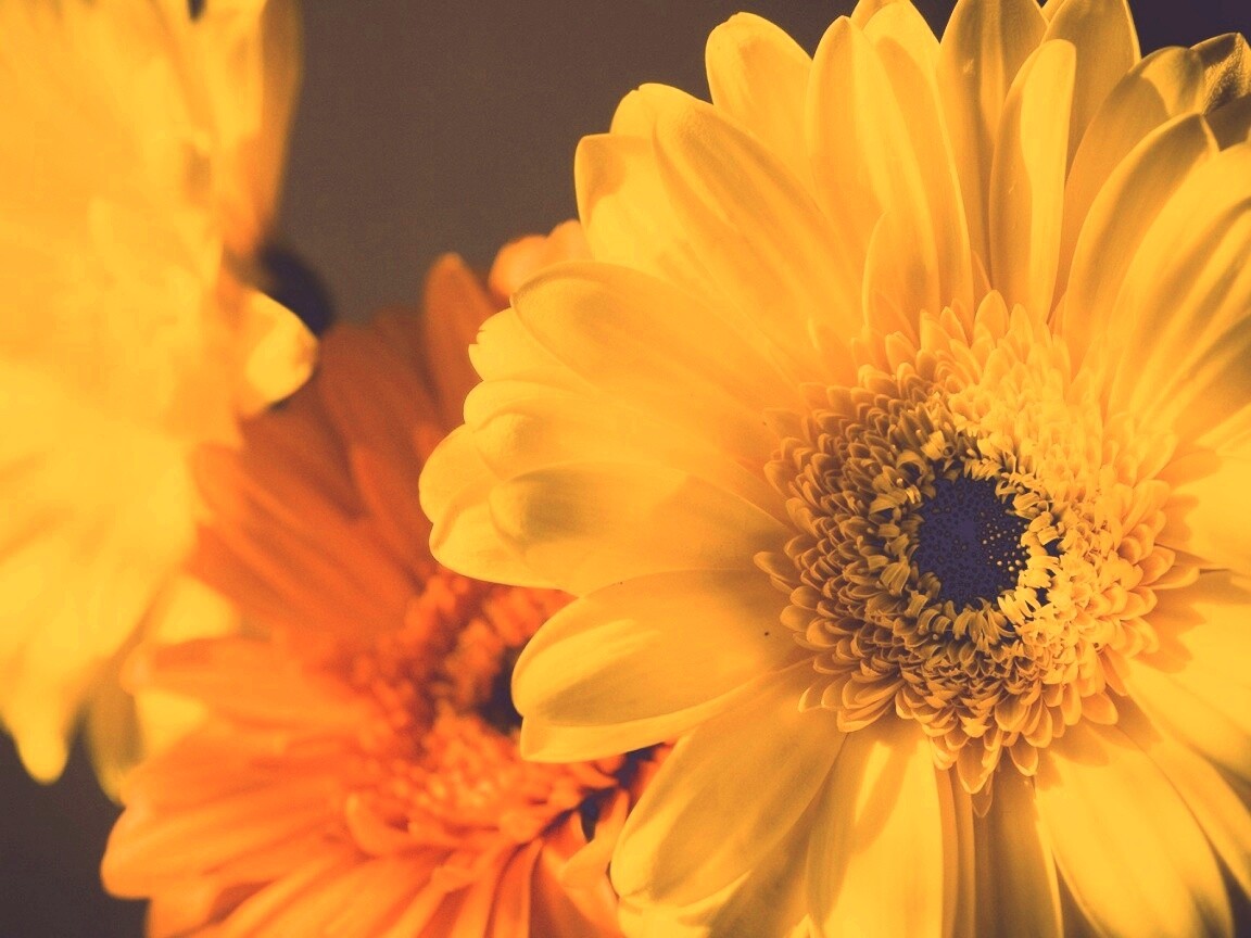 Желтый гербер обои