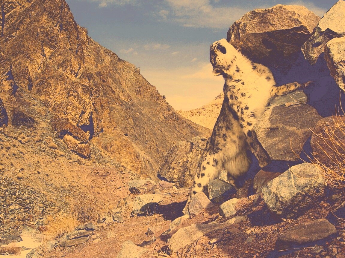 Барс чешется о камни обои