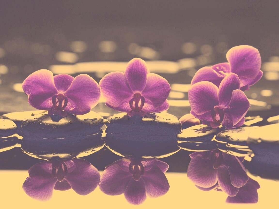 Орхидеи на камнях обои