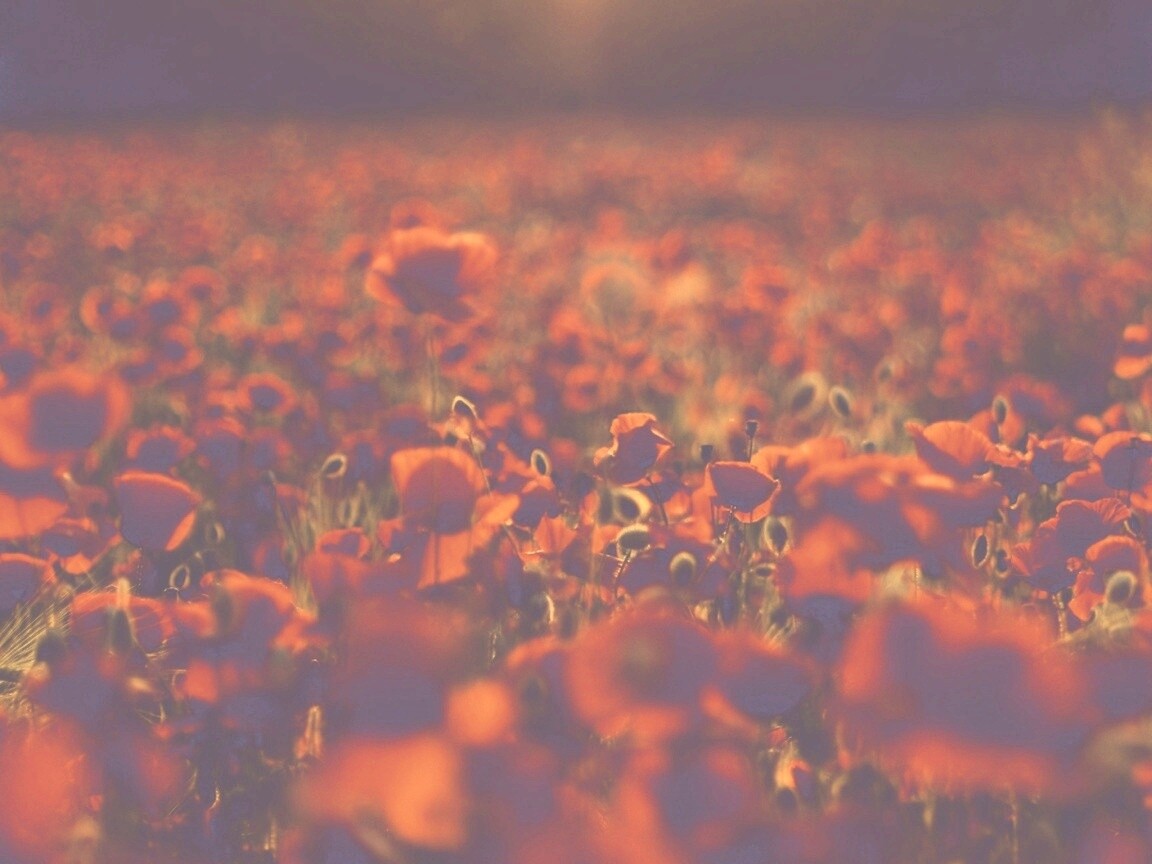 Маки в полях обои