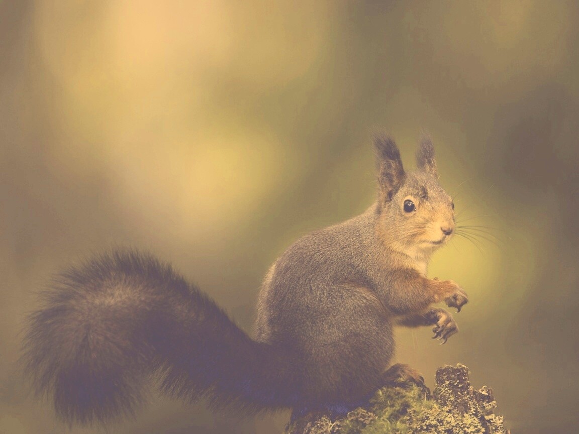 Белку застали врасплох обои