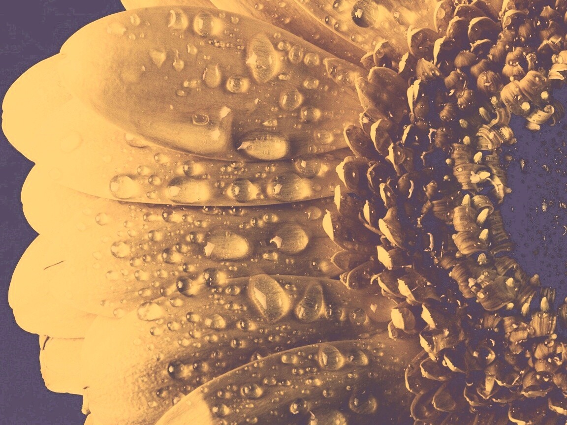 Капли на лепестках гербера обои