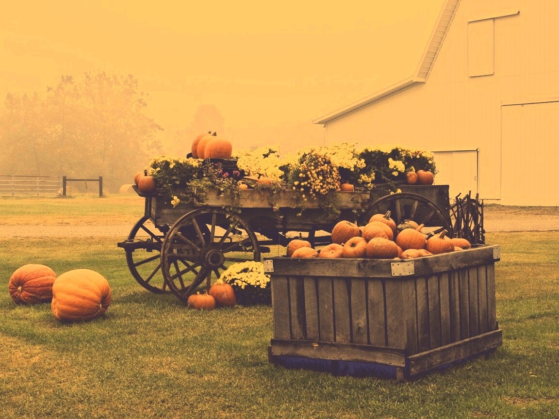 Урожай тыков обои