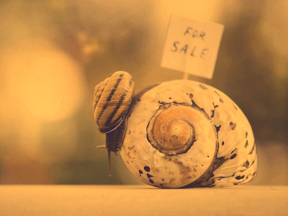 Улитка приматрвиает новый дом обои