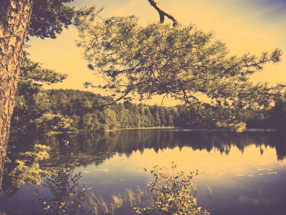 Ветка сосны над озером обои