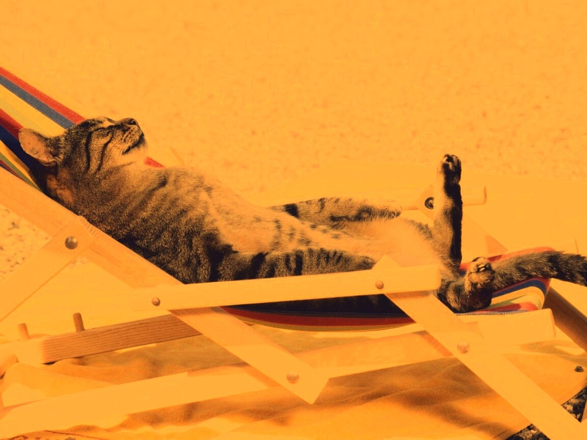 Кот в отпуске обои