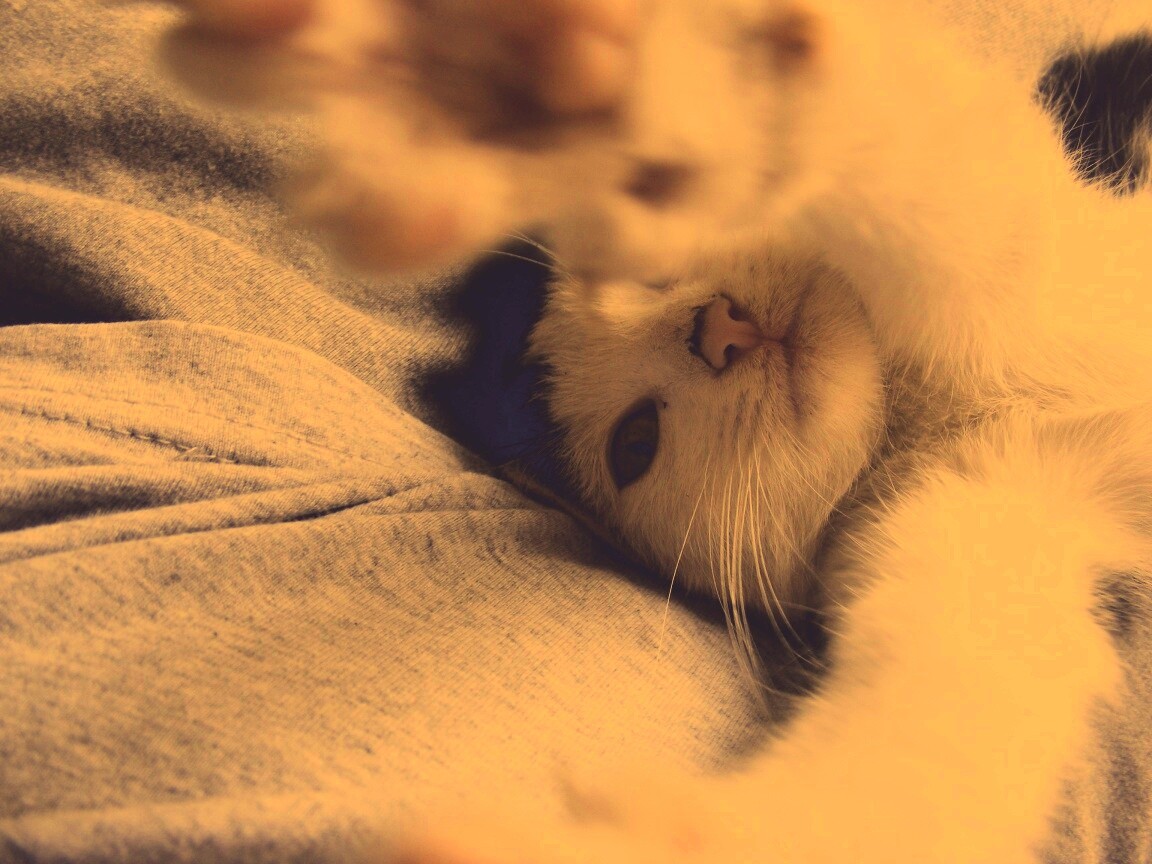 Кот фоткает сам себя обои