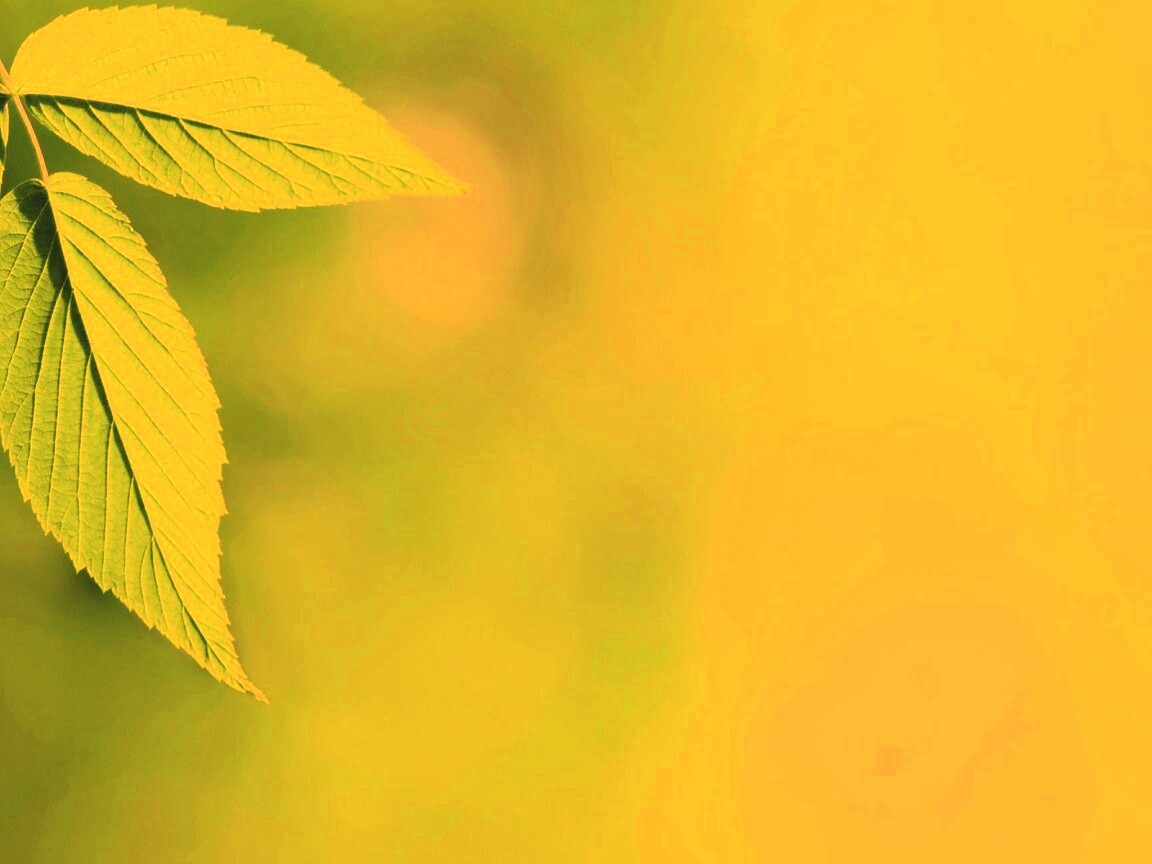 Два листа обои