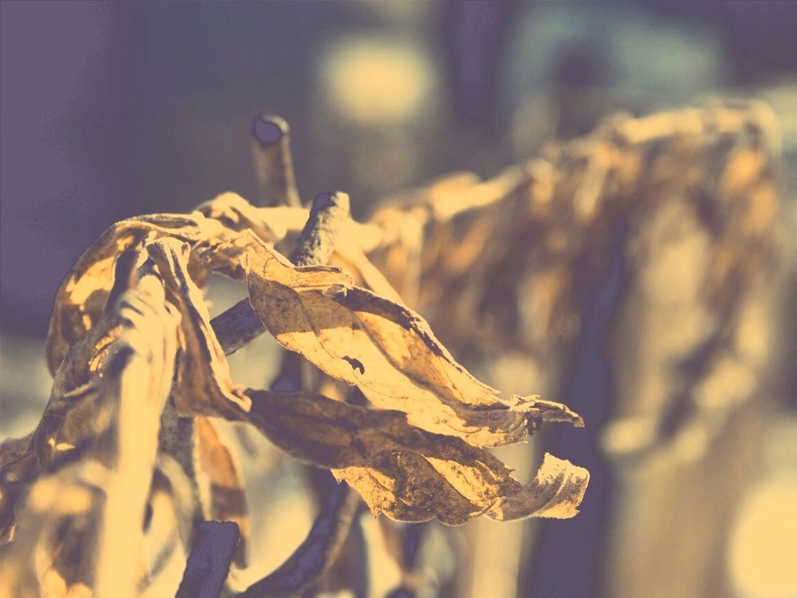 Сухие листья на железном заборе обои