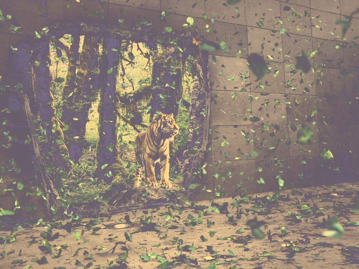 Портал в джунги обои