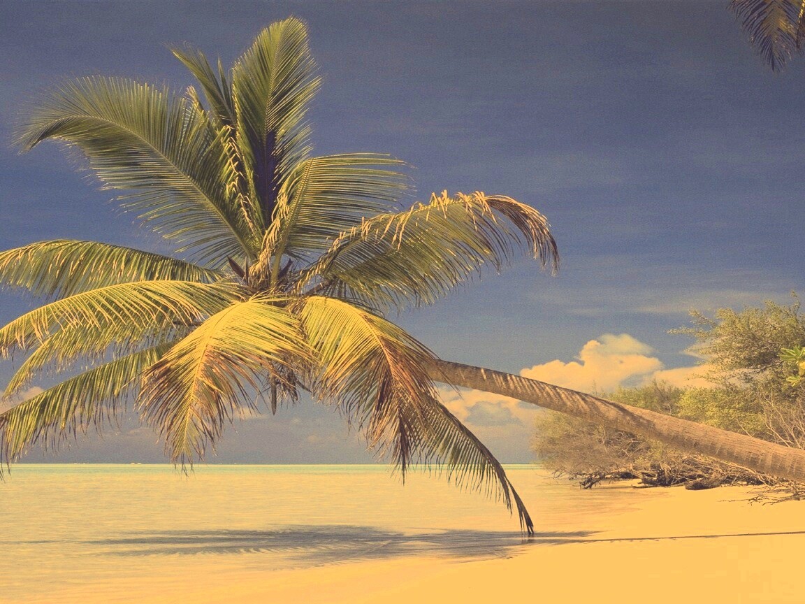 Пальма над водой обои