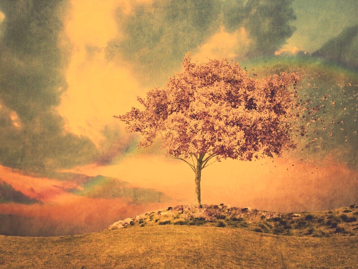 Одинокое цветущее дерево обои