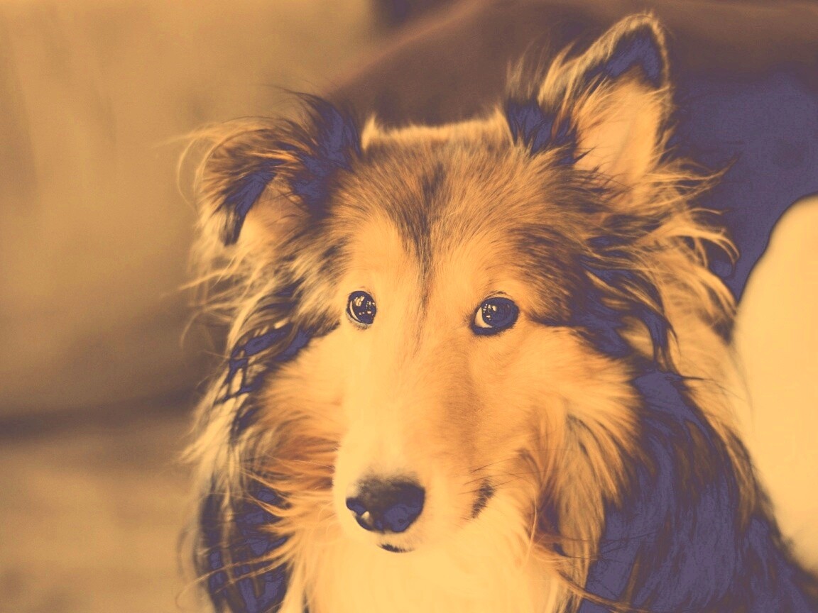 Колли с умными глазами обои