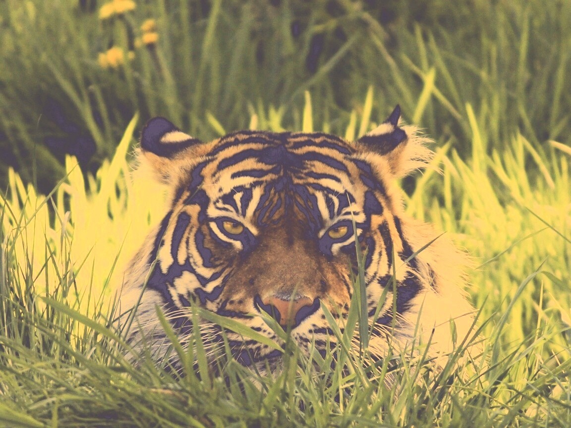 Морда тигра в траве обои