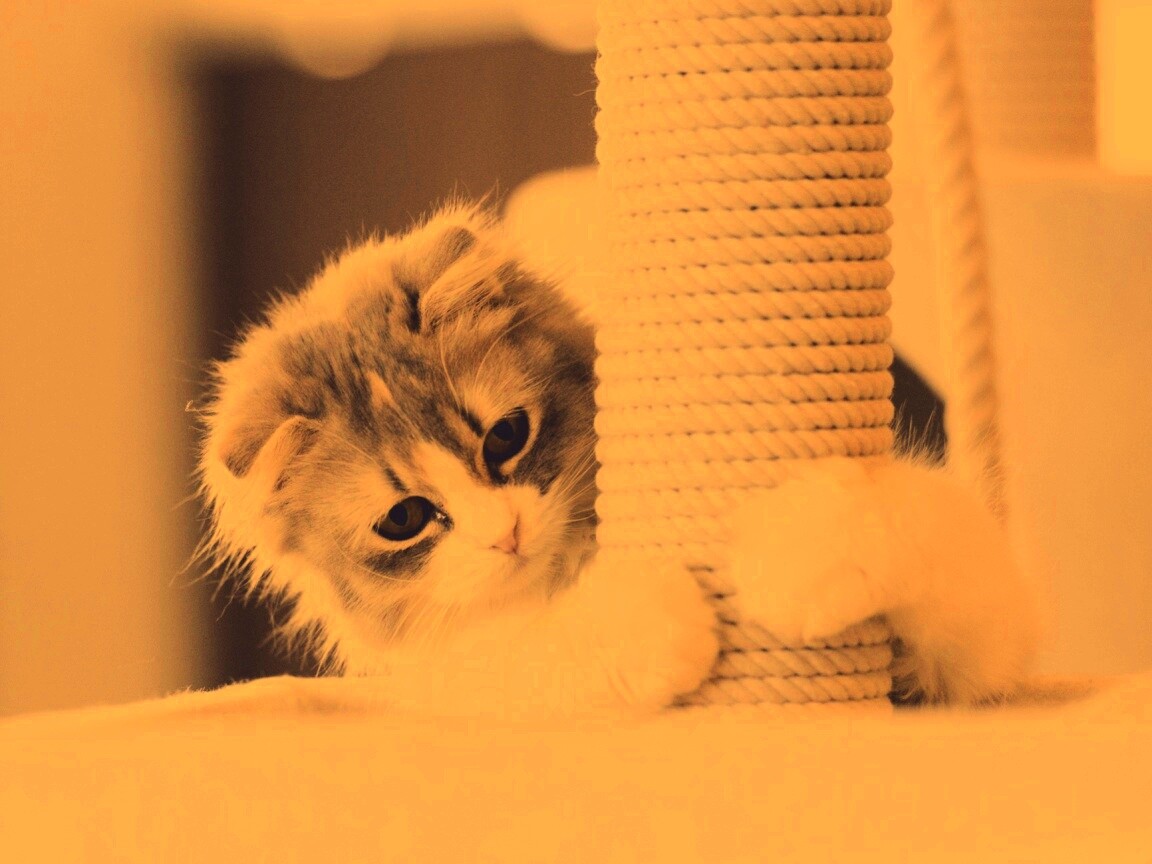 Пушистая кошка с когтеточкой обои